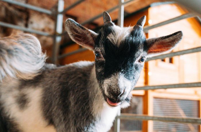 pygmy goat in paddock at shropshire farm