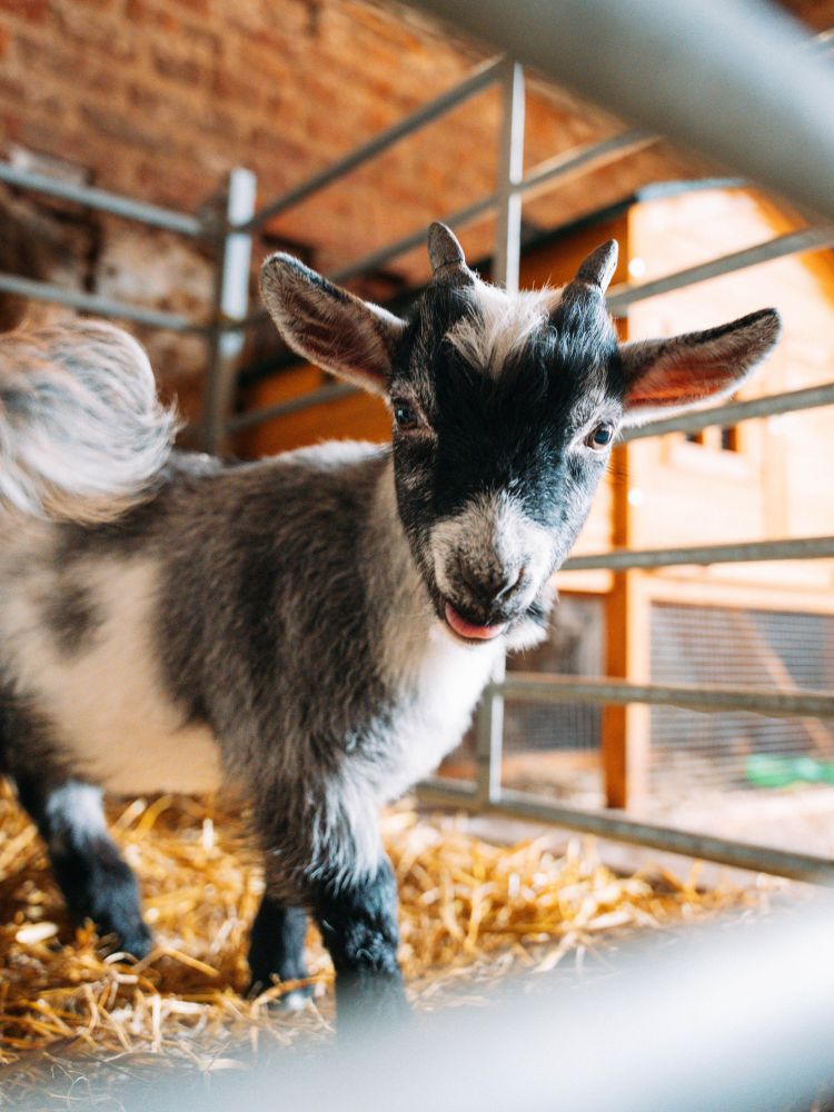 pygmy goat in paddock at shropshire farm