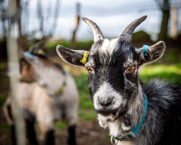 a pygmy goat outdoors in the paddock at a shropshire farm