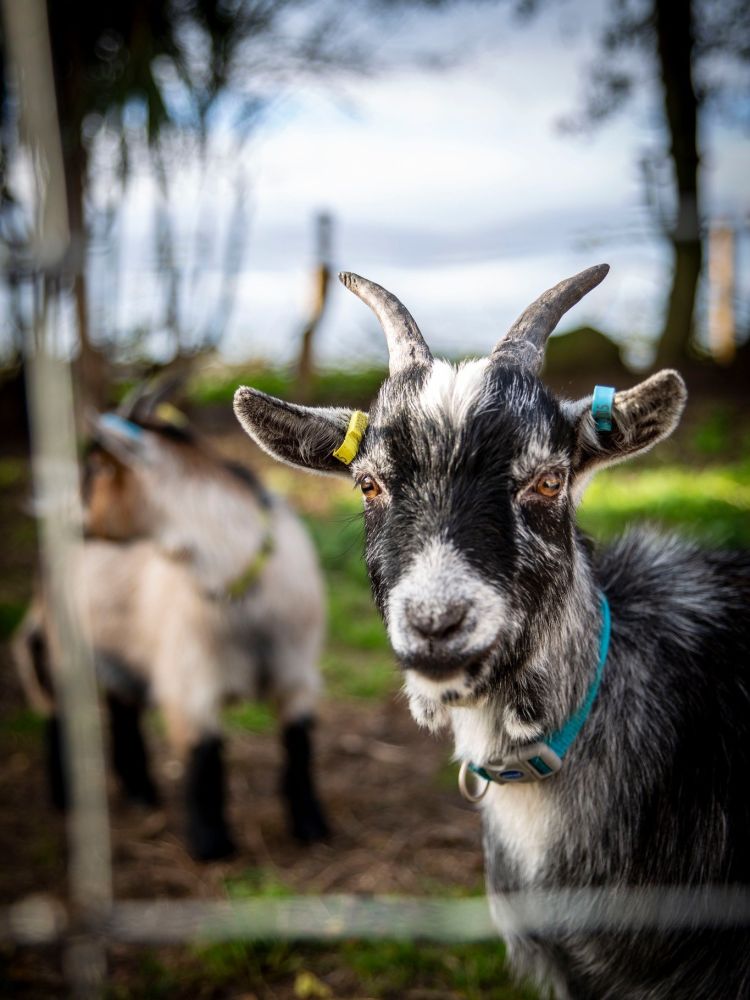 a pygmy goat outdoors in the paddock at a shropshire farm