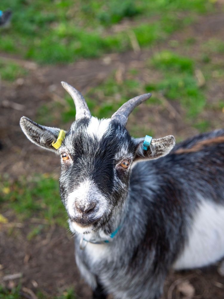 a pygmy goat in paddock on shropshire farm looking up at the camera