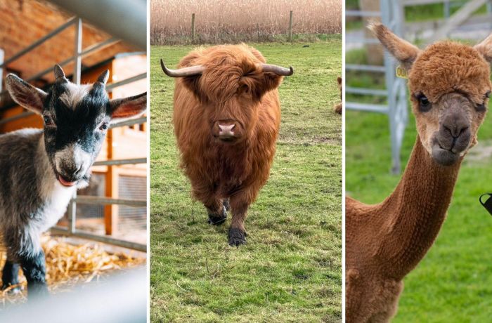 Split photo showing a pygmy goat a highland cow and an alpaca at shropshire farm