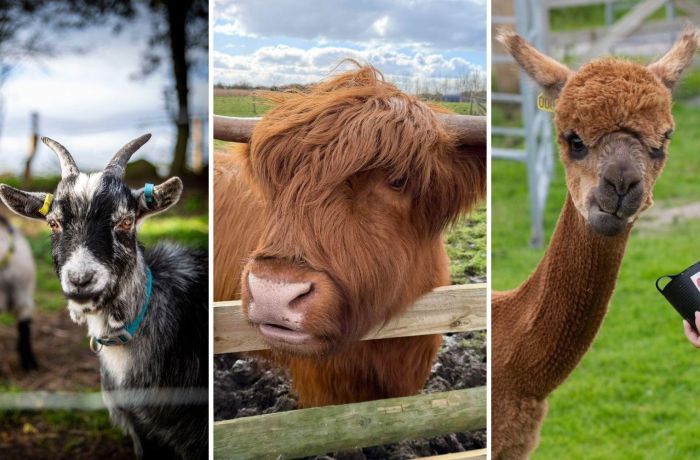 Split photo showing a pygmy goat a highland cow and an alpaca at a farm in shropshire