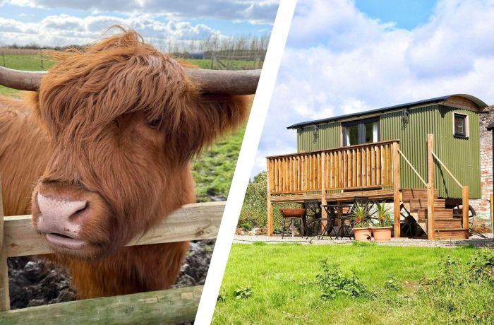 Split photo showing a highland cow and a shepherds hut for shropshire short break with highland cow experience
