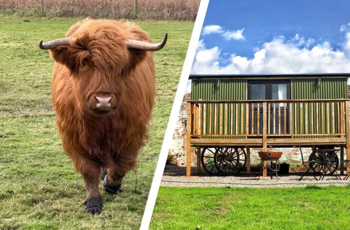 Split photo of a highland cow in field and a shepherds hut on shropshire estate