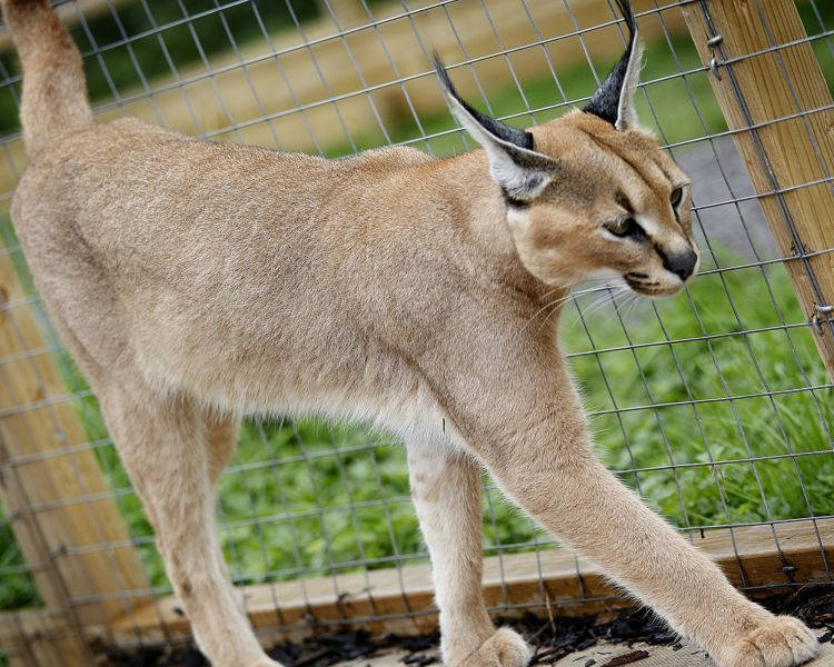 an animal enclosure at hoo farm in shropshire