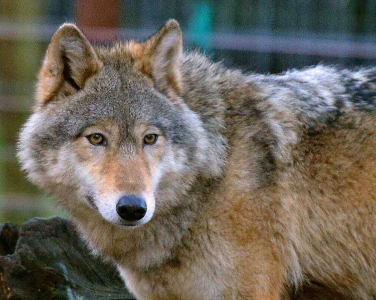 wolf in an enclosure