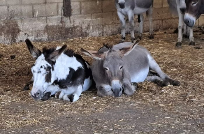 Two donkeys lying down in donkey sanctuary