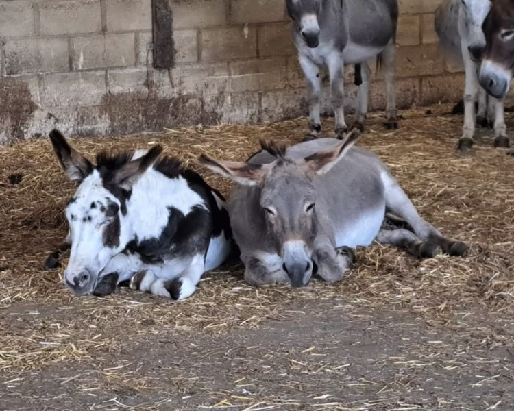 Two donkeys lying down in donkey sanctuary