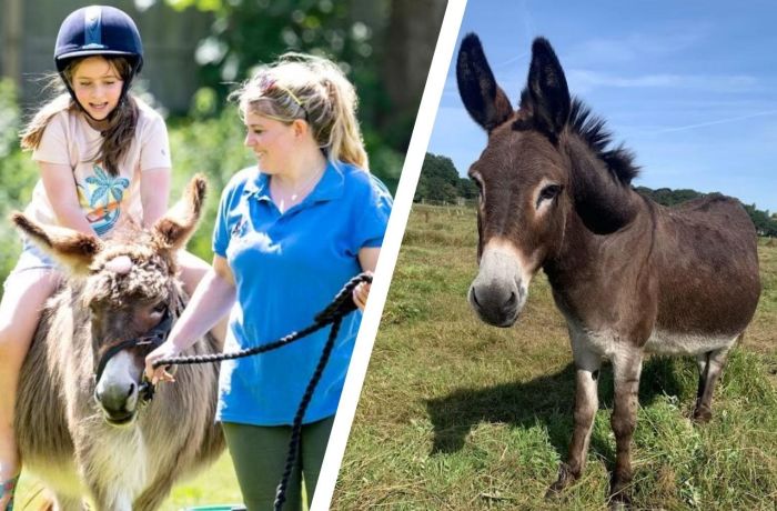 Split photo showing a young girl riding a donkey and a donkey in field at a donkey sanctuary