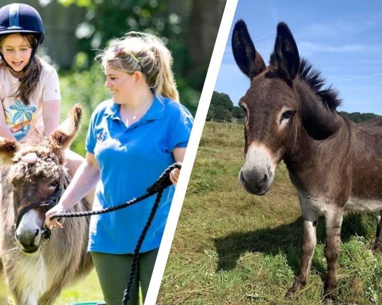 Split photo showing a young girl riding a donkey and a donkey in field at a donkey sanctuary