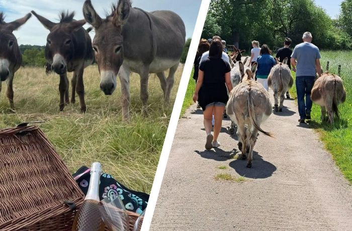 Split photo of donkeys in a field with a picnic hamper and people on a donkey walk