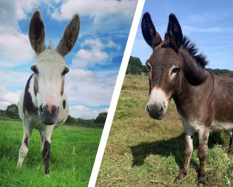 Split photo showing two donkeys in field at a donkey sanctuary