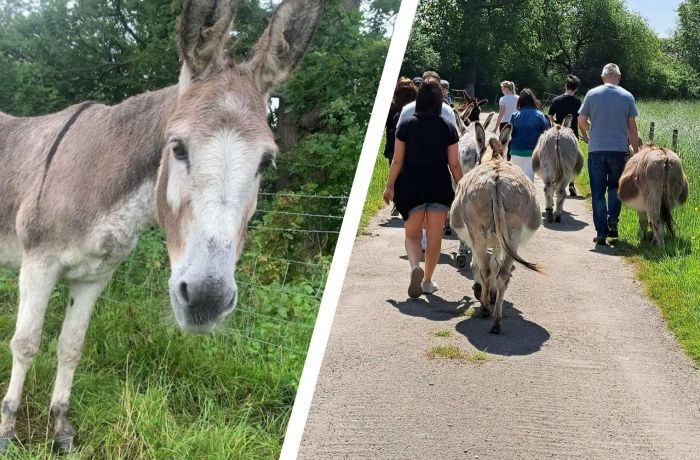 Split photo of a donkey in a field and people walking with donkeys down a country lane