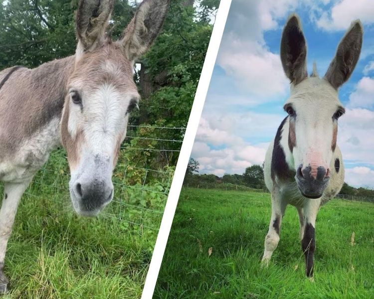 Split photo of two donkeys in a field