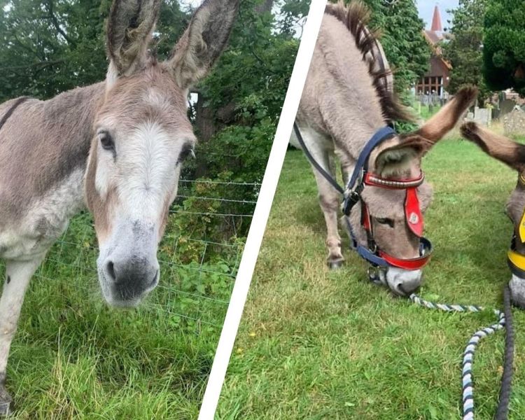 Split photo showing donkeys in field at a donkey sanctuary