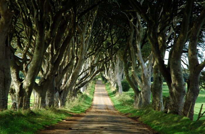 Kings road known as dark hedges in game of thrones