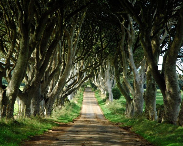 Kings road known as dark hedges in game of thrones