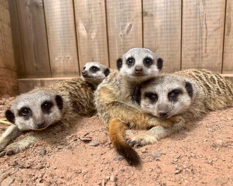 group of meerkats in their enclosure at the exotic zoo in telford