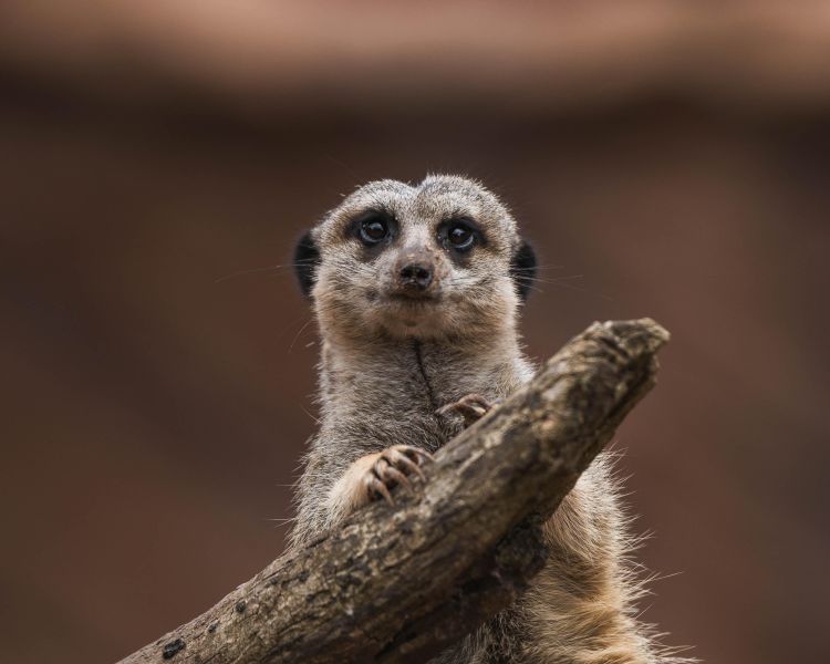 meerkat at the exotic zoo in telford