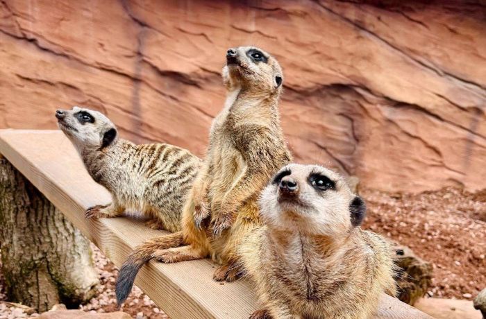 meerkats at the exotic zoo in telford