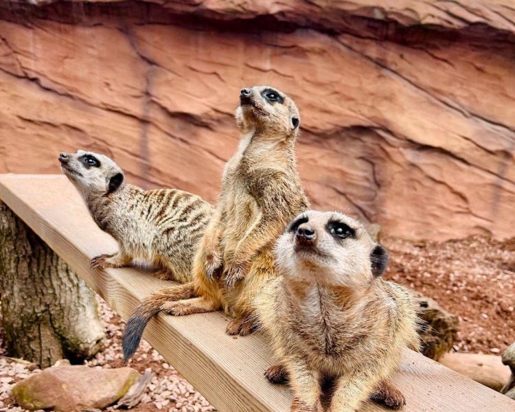 meerkats at the exotic zoo in telford