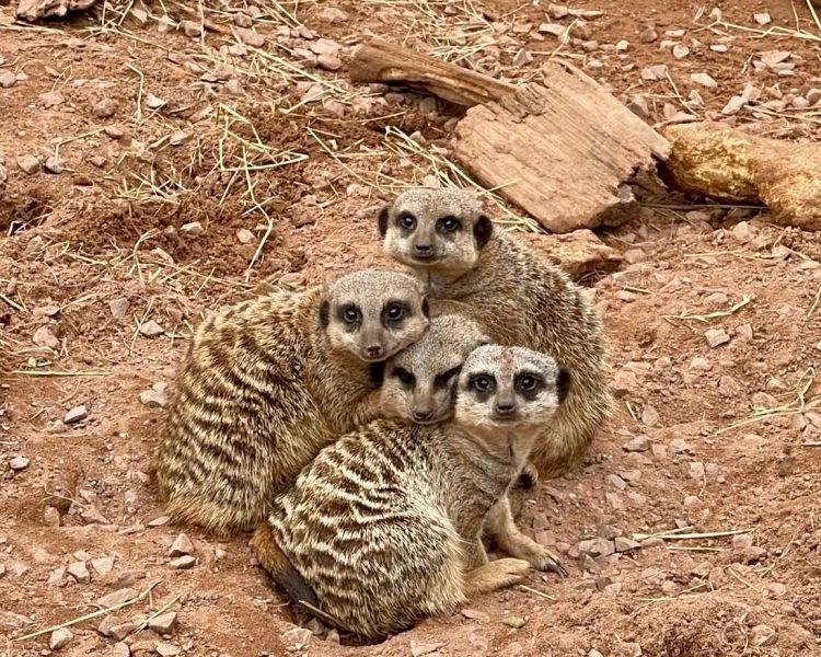 meerkats in their enclosure at the exotic zoo in telford