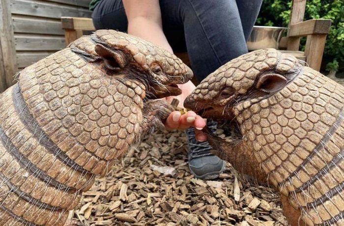 two armadillos being fed by hand at the exotic zoo in telford