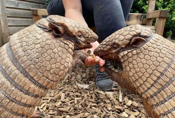 two armadillos being fed by hand at the exotic zoo in telford
