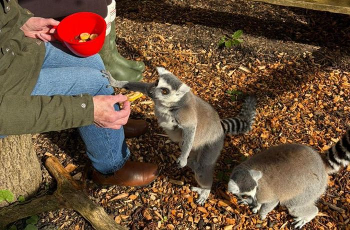 lemurs being fed in their enclosure at exotic zoo in telford