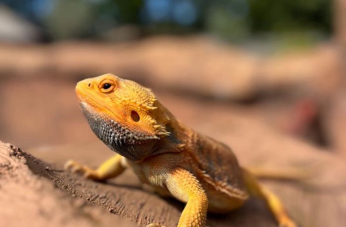 a lizard at the exotic zoo in telford