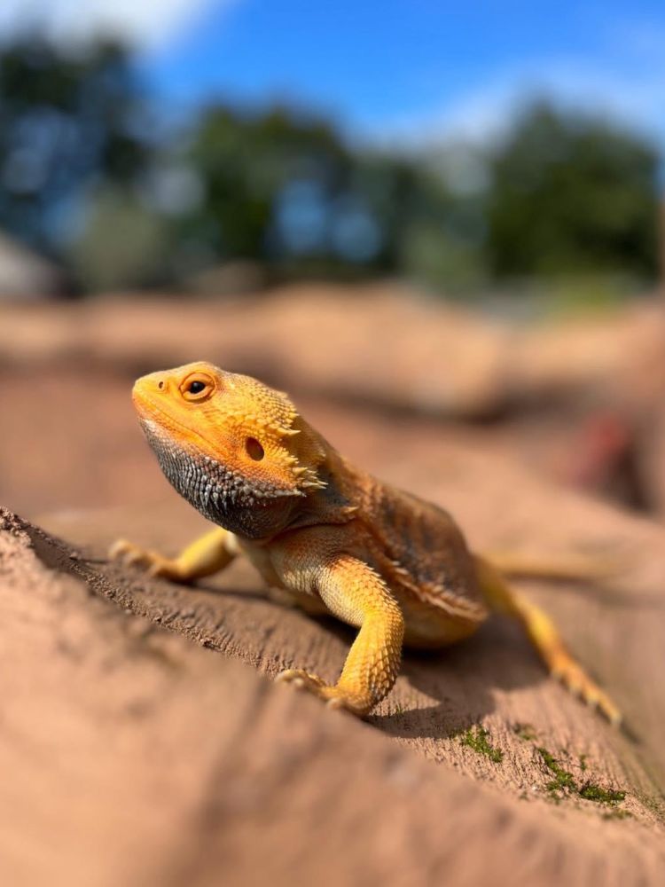 a lizard at the exotic zoo in telford