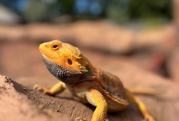 a lizard at the exotic zoo in telford