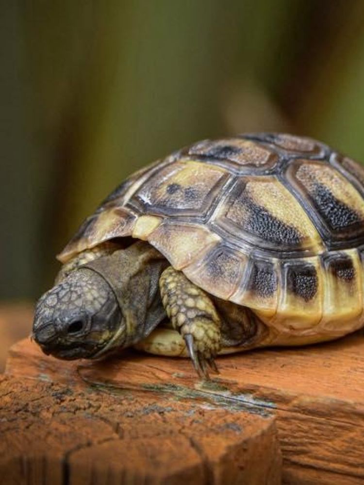 a small turtle at the exotic zoo in telford