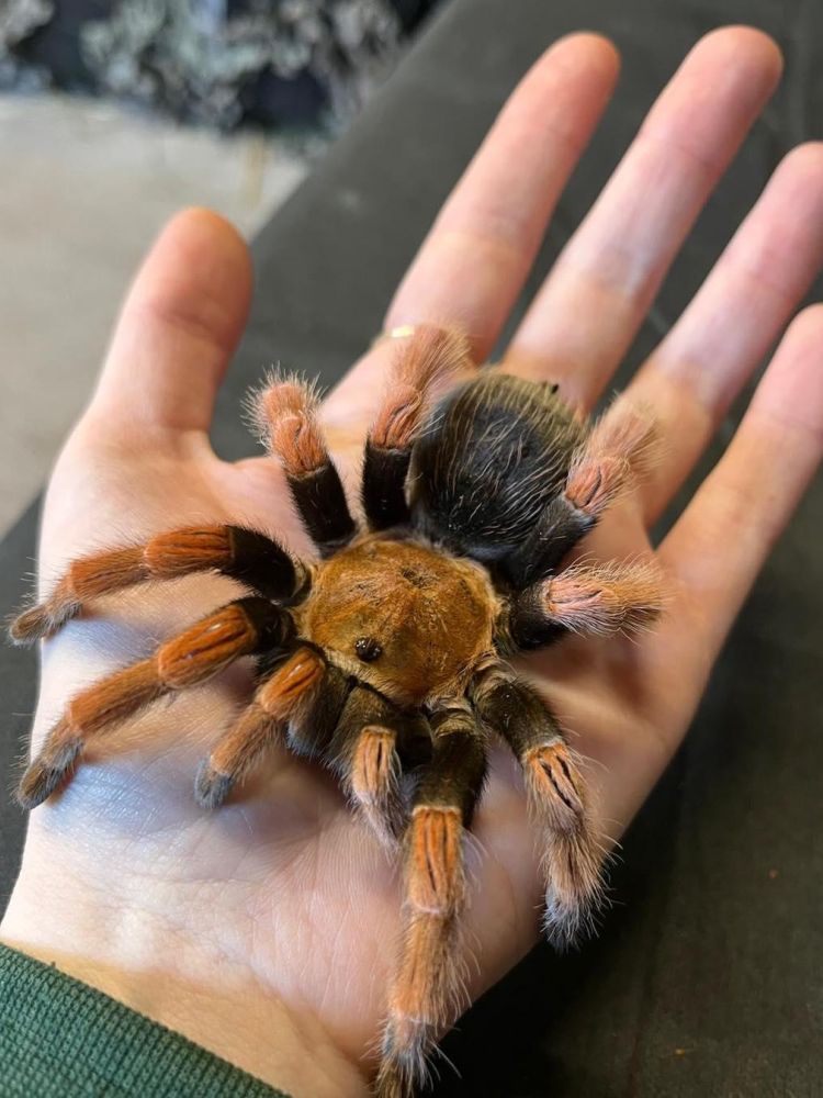 a hand holding a tarantula at exotic zoo in telford