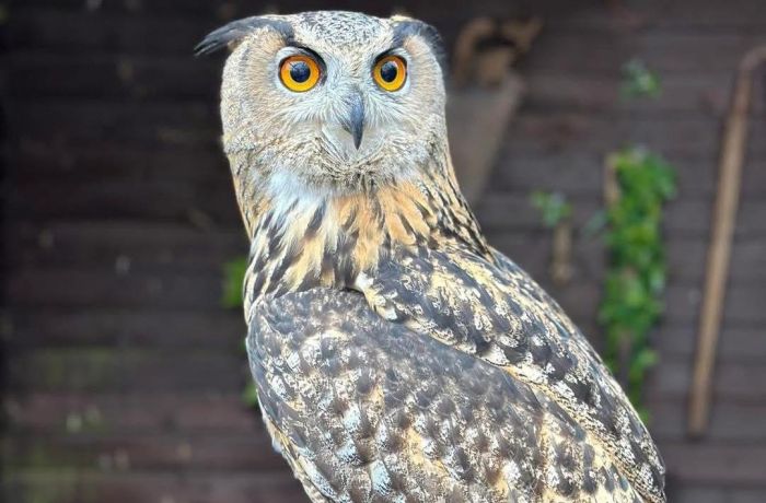 an owl at the exotic zoo in telford