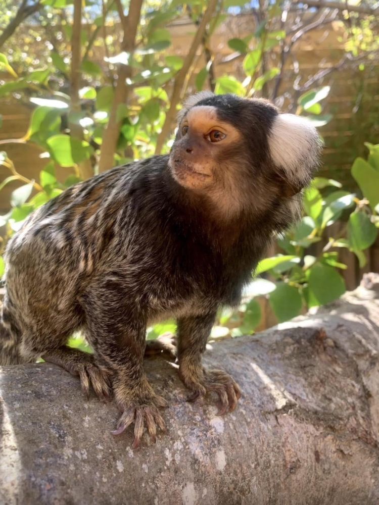 a monkey at the exotic zoo in telford