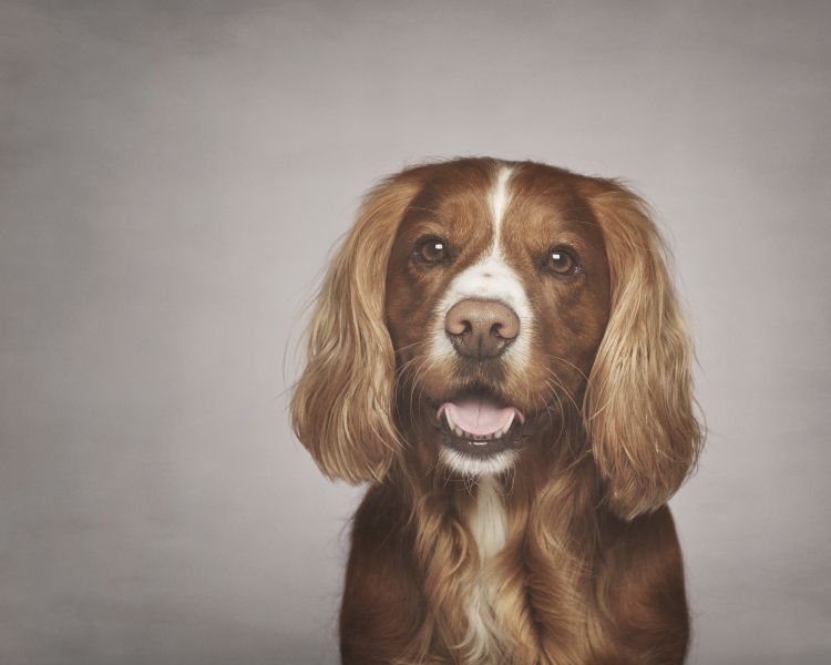 pet photoshoot fun