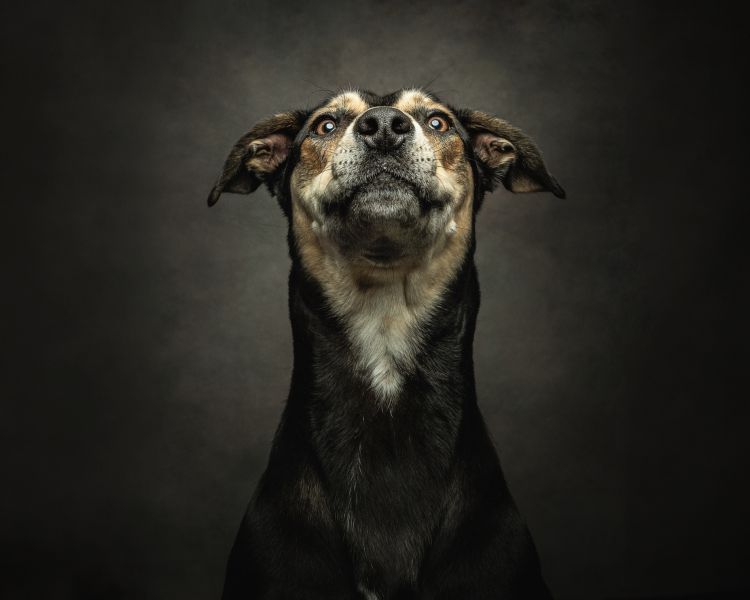 pet photoshoot fun
