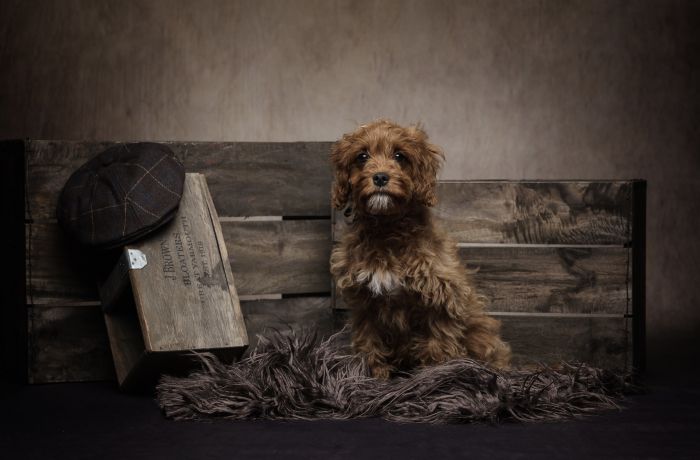 pet photoshoot fun