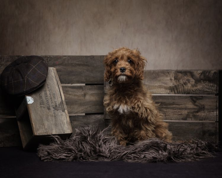 pet photoshoot fun