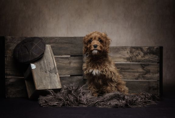 pet photoshoot fun