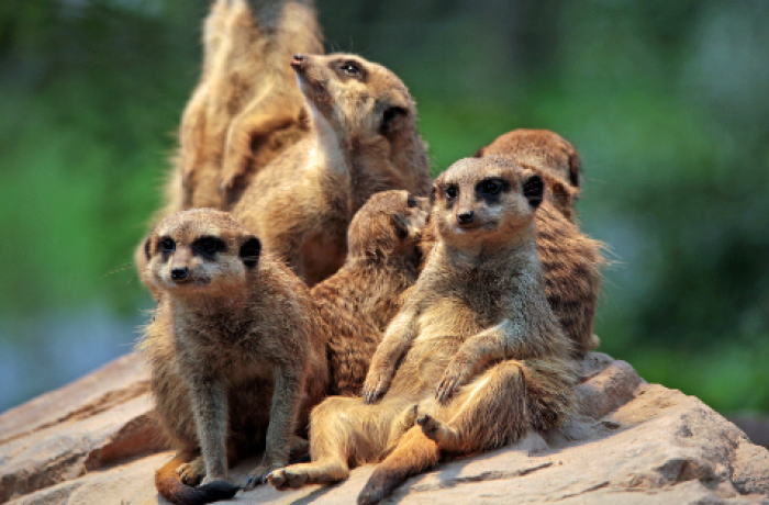 zoo visit experience day gift idea