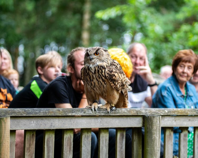 An owl sitting on a fence in front of group watching a falconry display