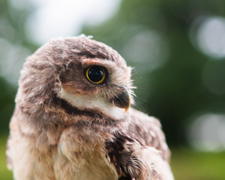 Close up of a small bord of prey seen on a falconry experience