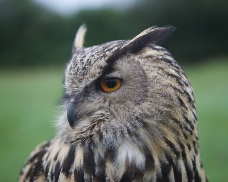Close up of an owls head seen on a falconry experience