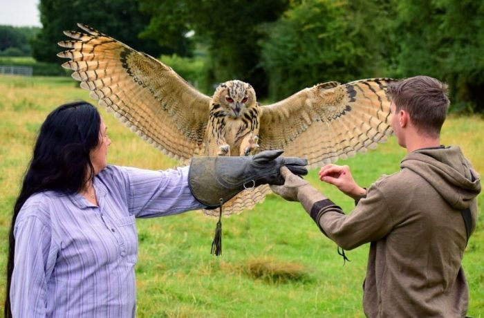 Eagle owl landing on womans arm on falconry experience