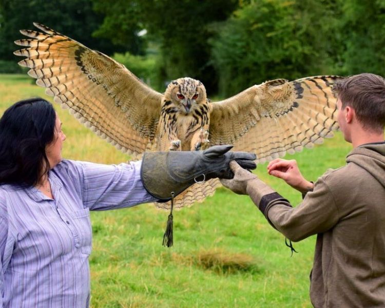 Eagle owl landing on womans arm on falconry experience