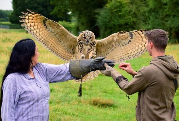 Eagle owl landing on womans arm on falconry experience