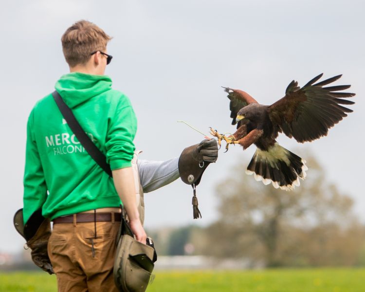 Bird of prey about to land on gloved hand of visitor on falconry experience
